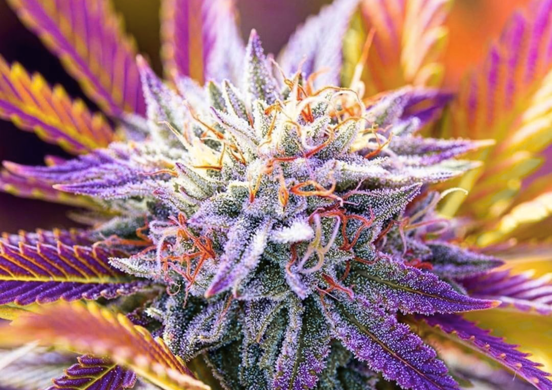 Growshop