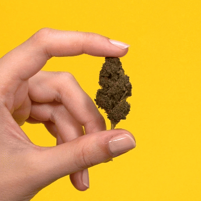 Jack Herer Juice PHC Blüten 1g