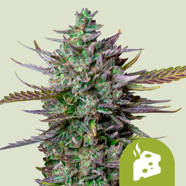 Blue Cheese Automatic 3x Cannabissamen