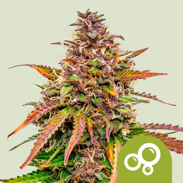 Bubble Kush Automatic 3x Cannabissamen
