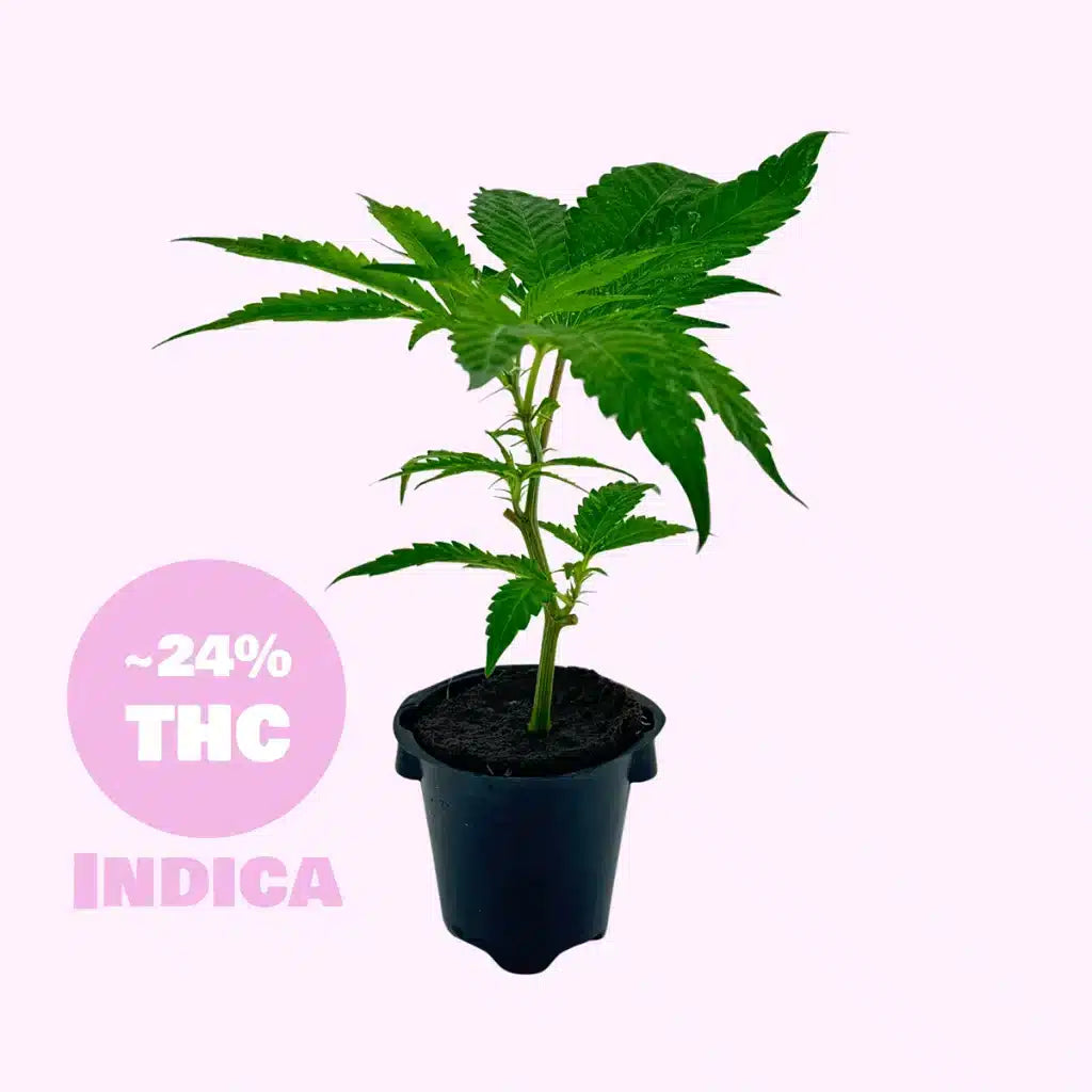 Eleven Rosé Steckling - 24% THC