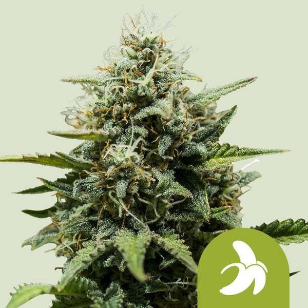 Fat Banana Automatic 3x Cannabissamen