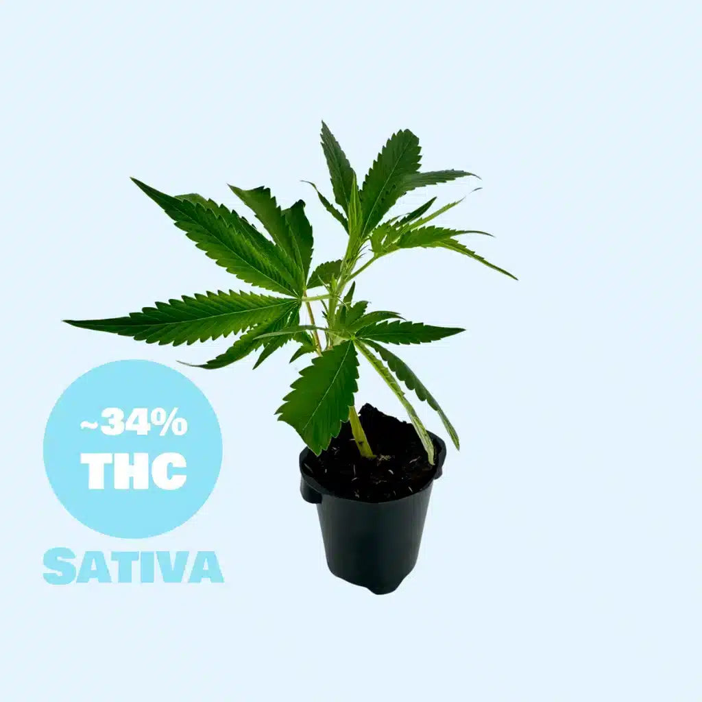 Future Island Steckling - 34% THC