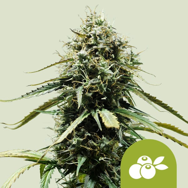 Haze Berry Automatic 3x Cannabissamen
