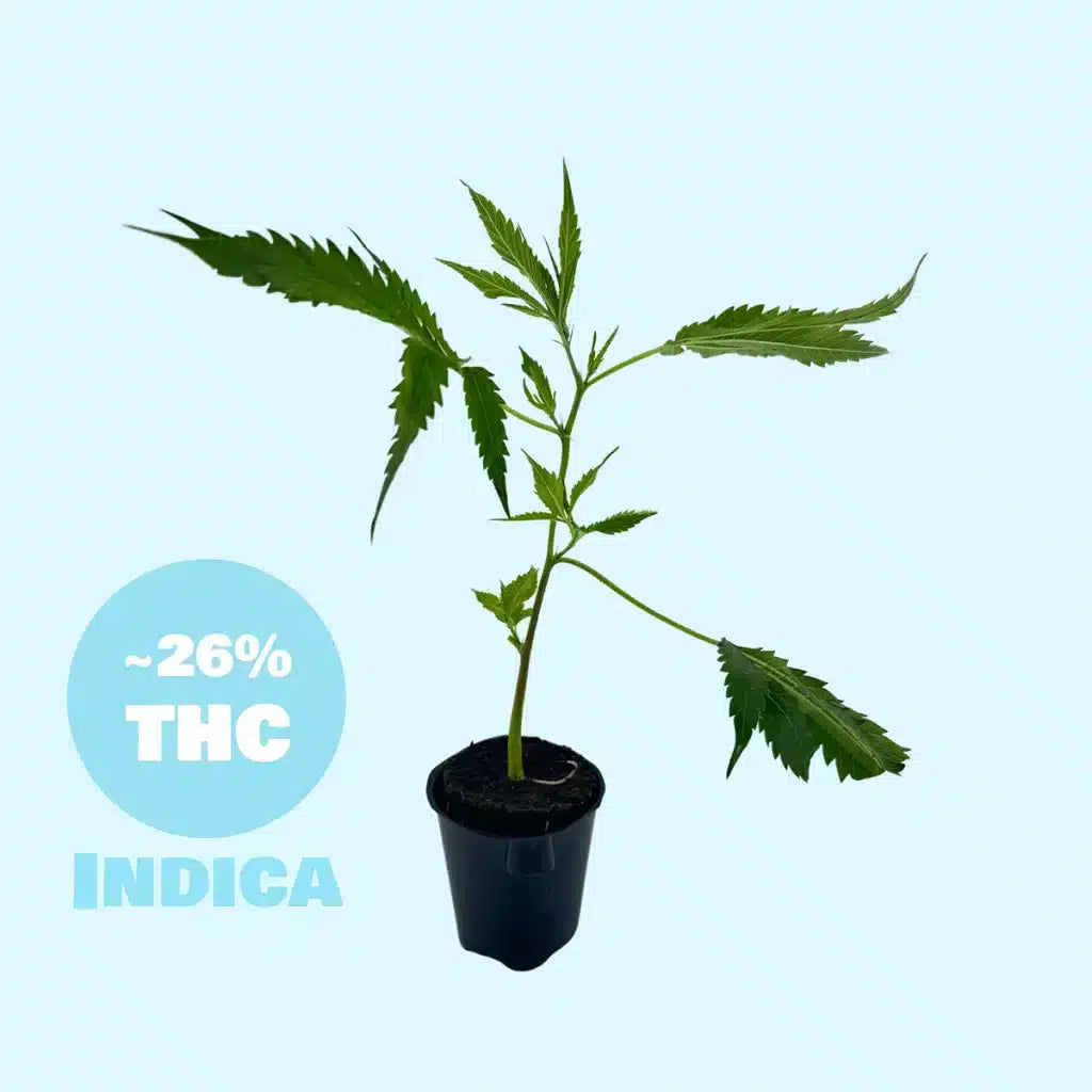 Ice Berg Steckling - 26% THC