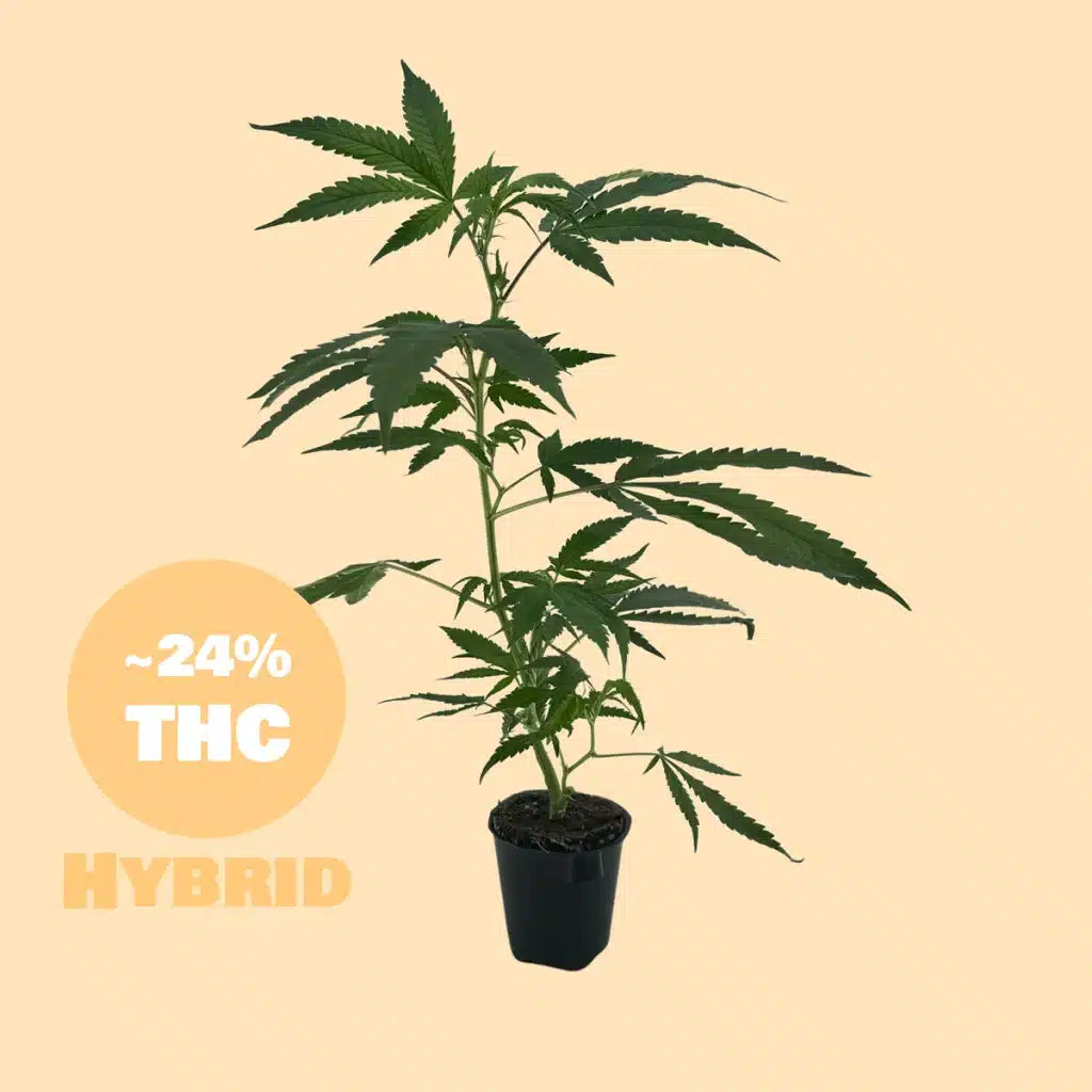 Agent Oranje Steckling - 24% THC