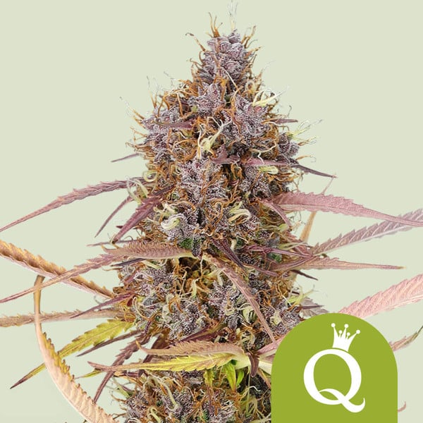 Purple Queen Automatic 3x Cannabissamen