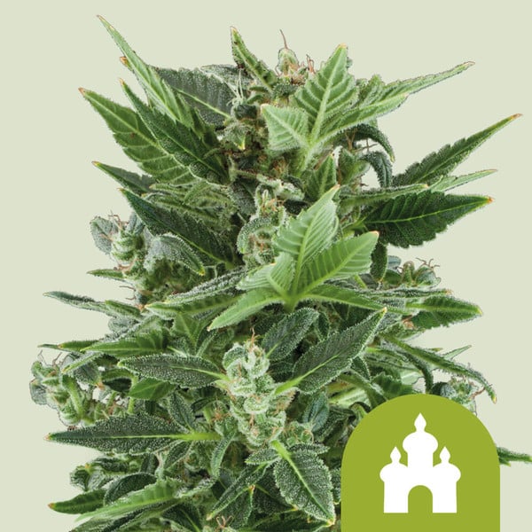 Royal Kush Automatic 3x Cannabissamen