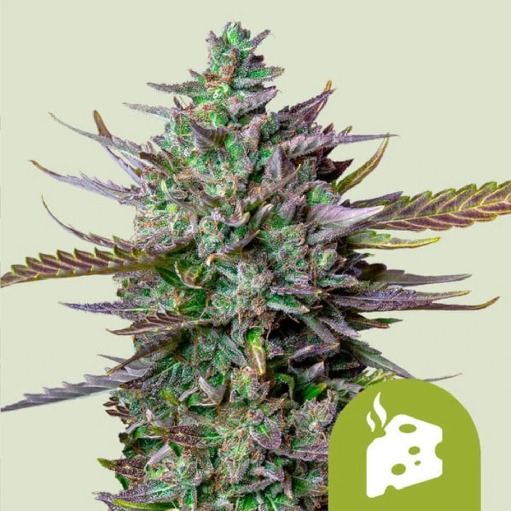 Blue Cheese Automatic 3x Cannabissamen