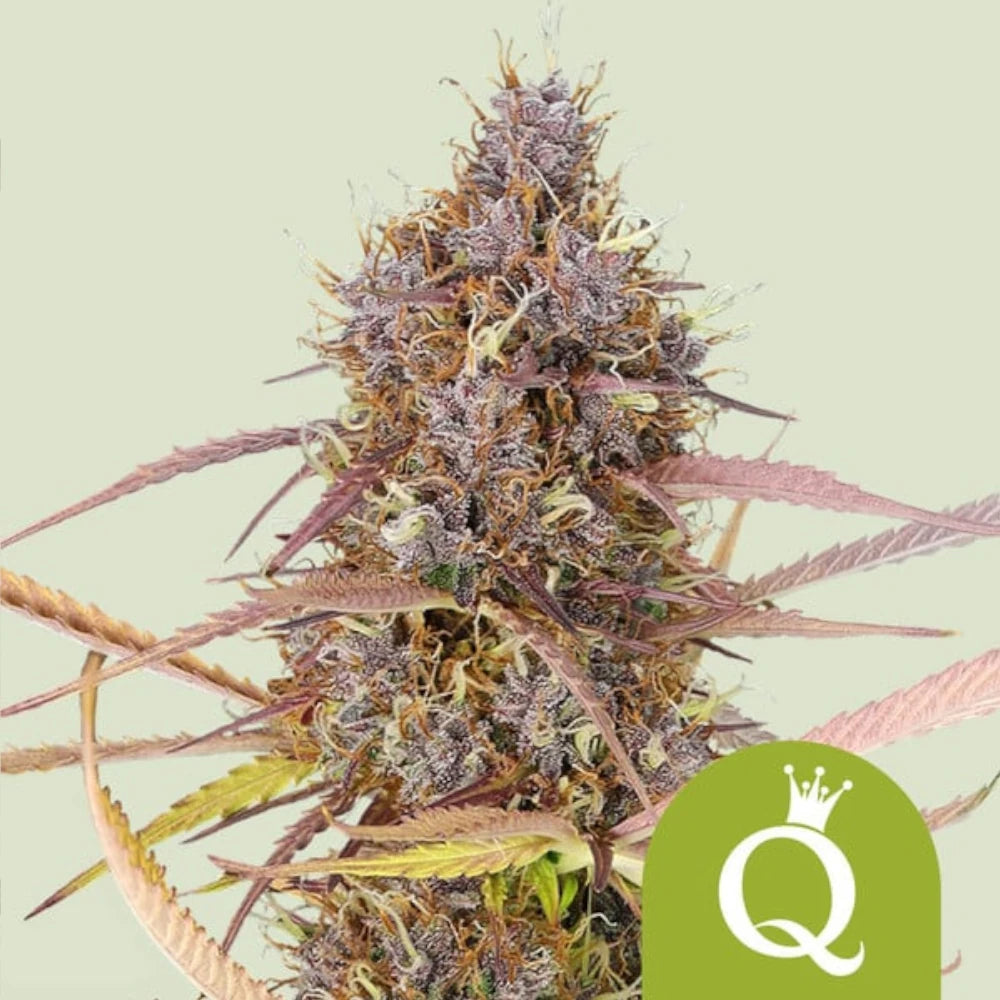 Purple Queen Automatic 3x Cannabissamen