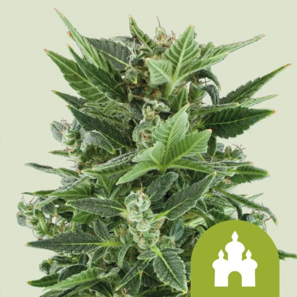 Royal Kush Automatic 3x Cannabissamen