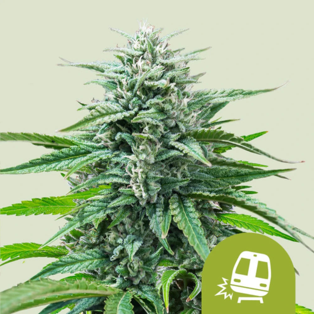Trainwreck Automatic 3x Cannabissamen