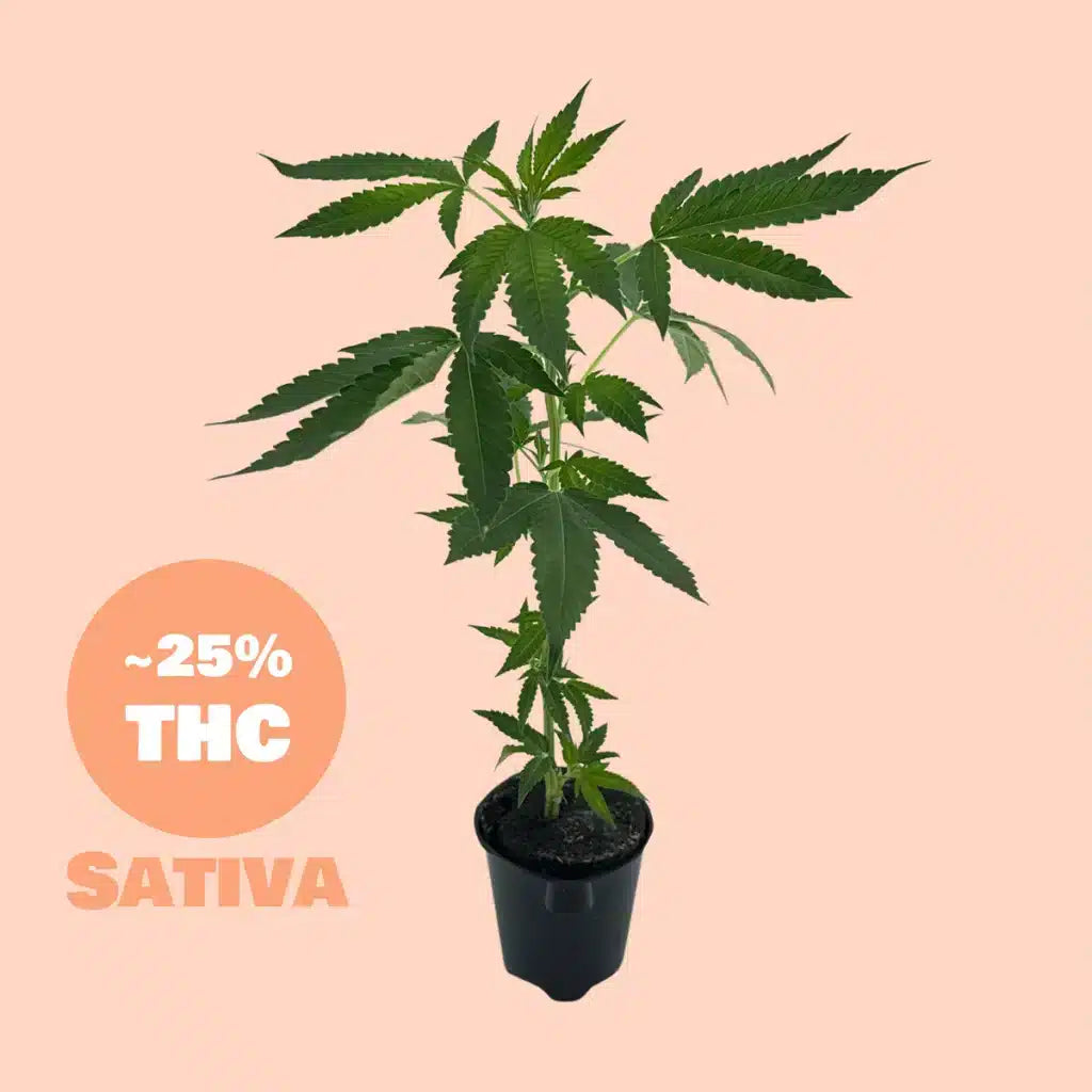 Bushmans Steckling - 25% THC