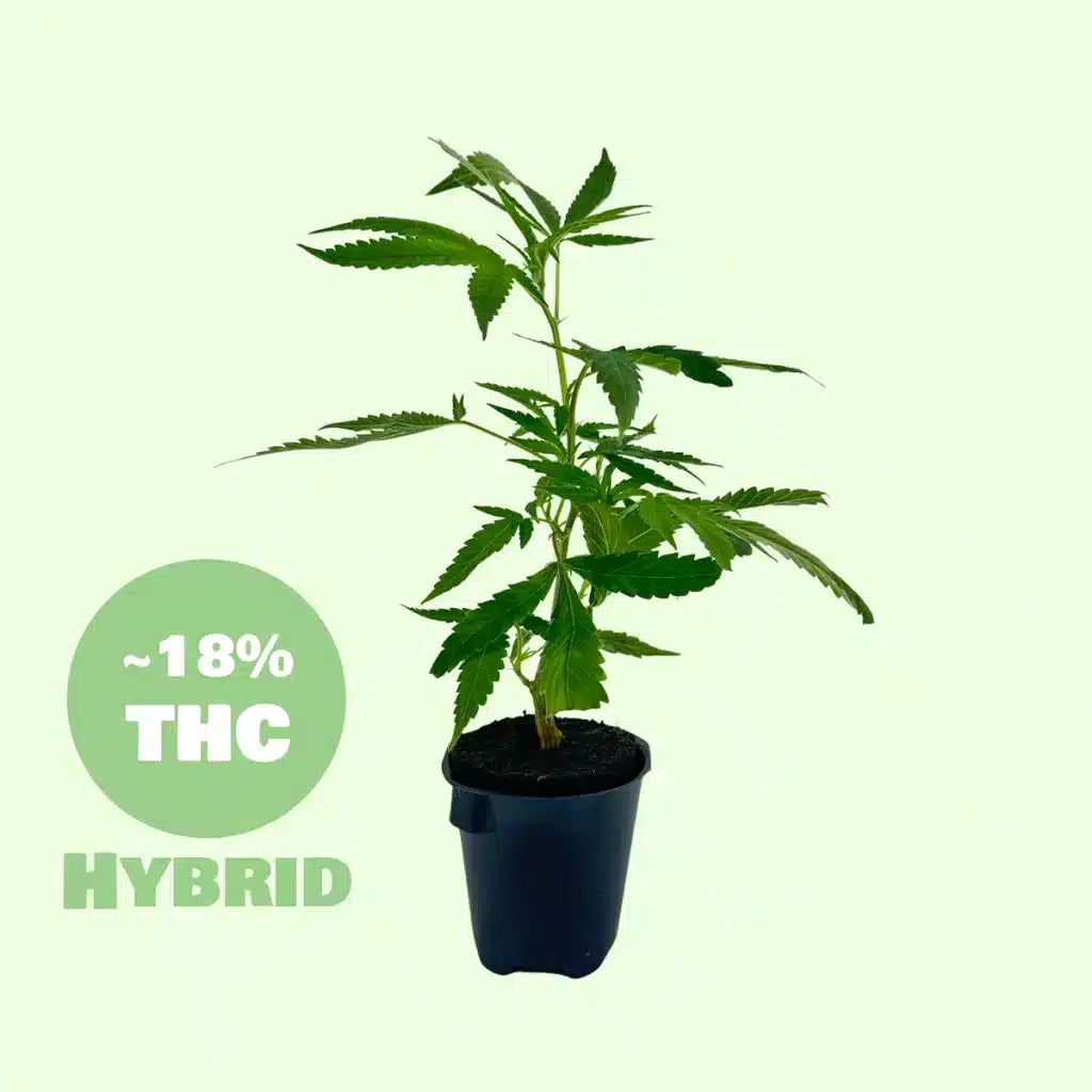 Cluster Bomb Steckling - 18% THC