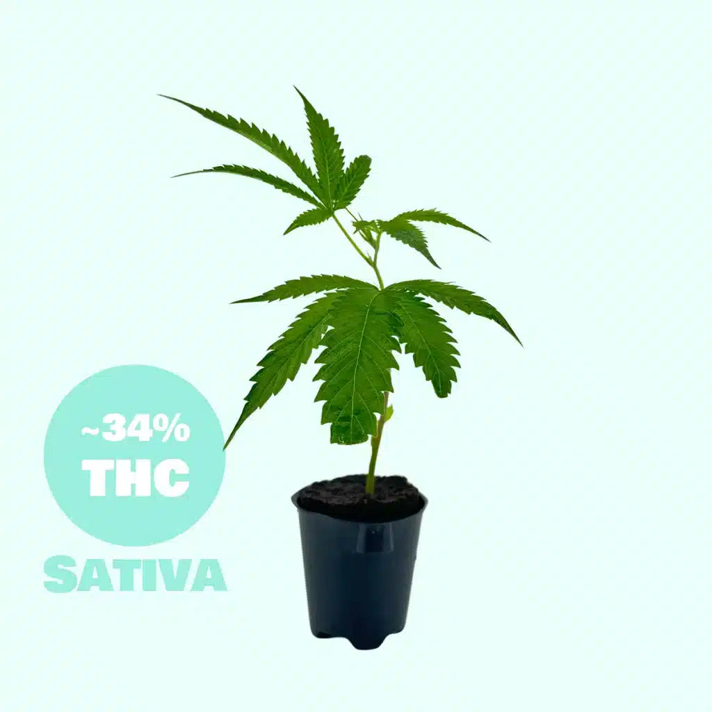 Bola Mintz - 34% THC