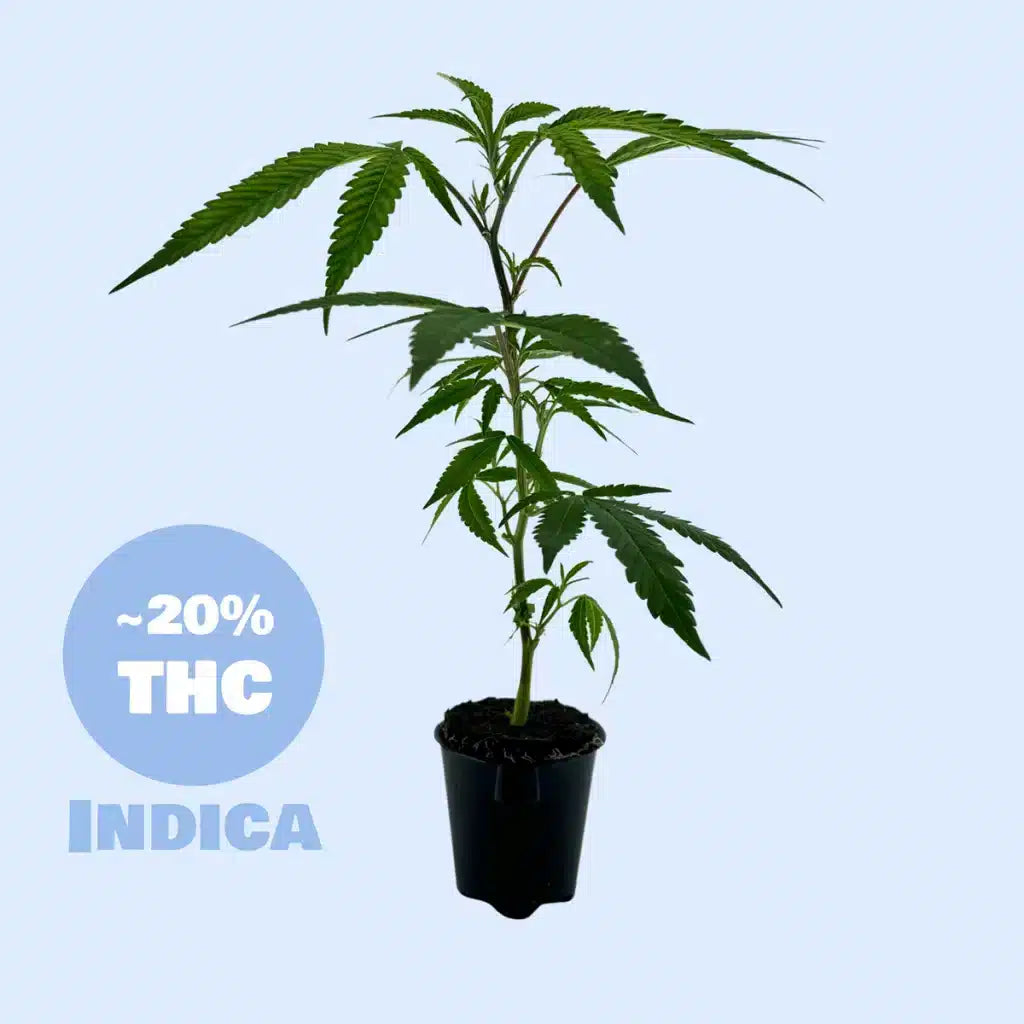 Ice Bomb Steckling - 20% THC