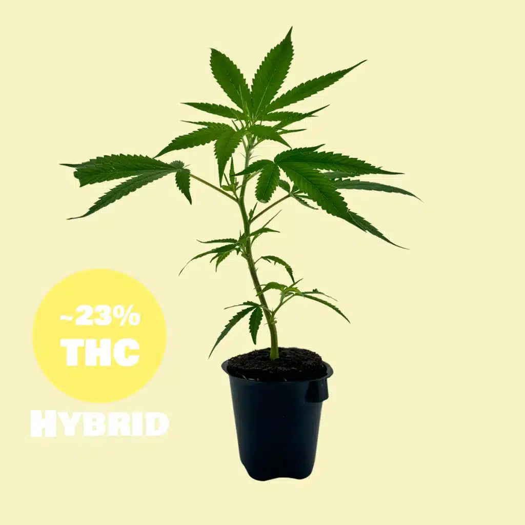 Wappa Steckling - 23% THC