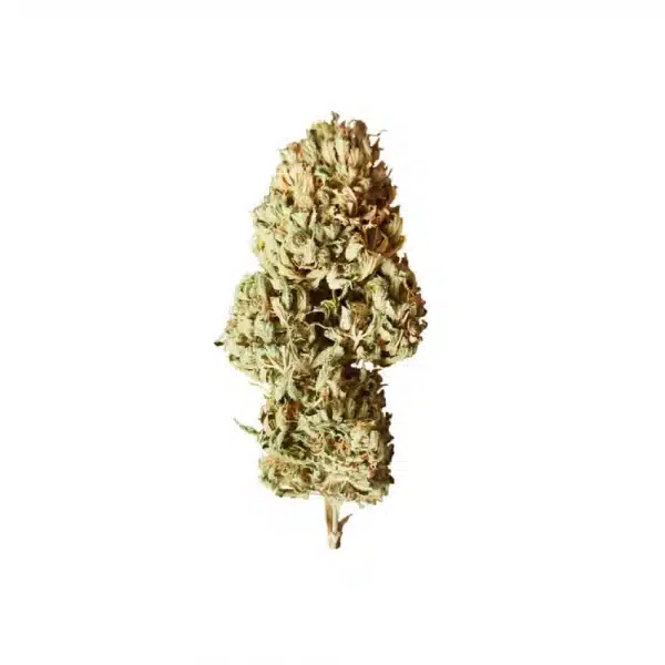Royal AK Automatic 3x Cannabissamen – Bild 2