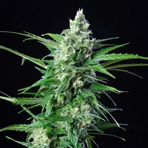 Royal AK Automatic 3x Cannabissamen – Bild 3