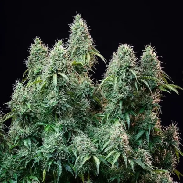 Amnesia Haze Automatic 3x Cannabissamen – Bild 3