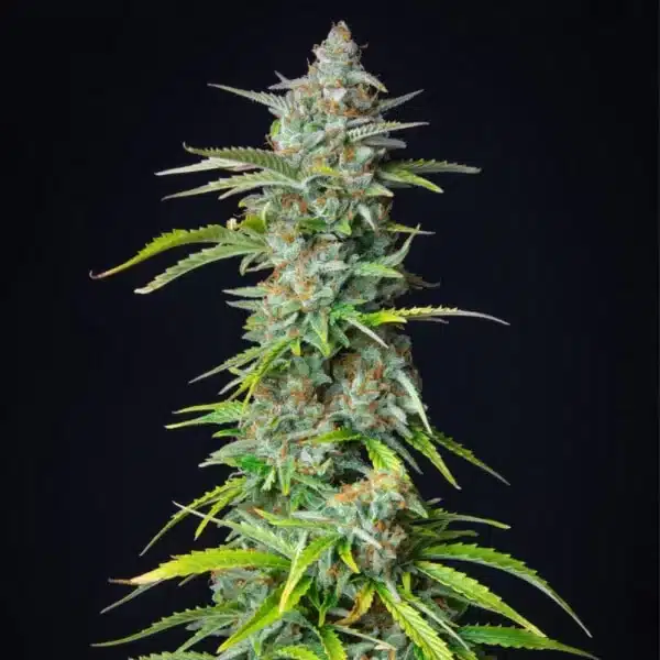 Northern Light Automatic 3x Cannabissamen – Bild 3