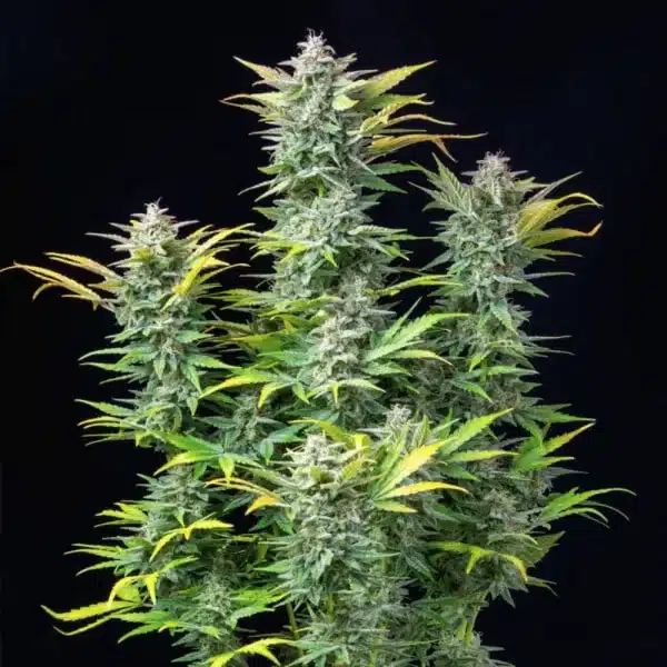 Quick One Automatic 3x Cannabissamen – Bild 3