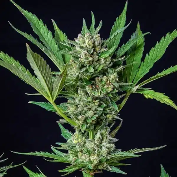 Royal Dwarf Automatic 3x Cannabissamen – Bild 3