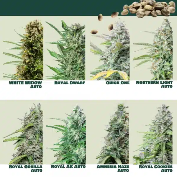 Royal Dwarf Automatic 3x Cannabissamen – Bild 4