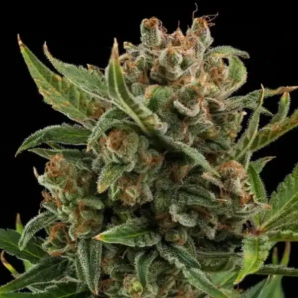 White Widow Automatic 3x Cannabissamen – Bild 3