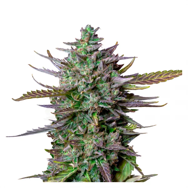 Blue Cheese Automatic 3x Cannabissamen – Bild 2