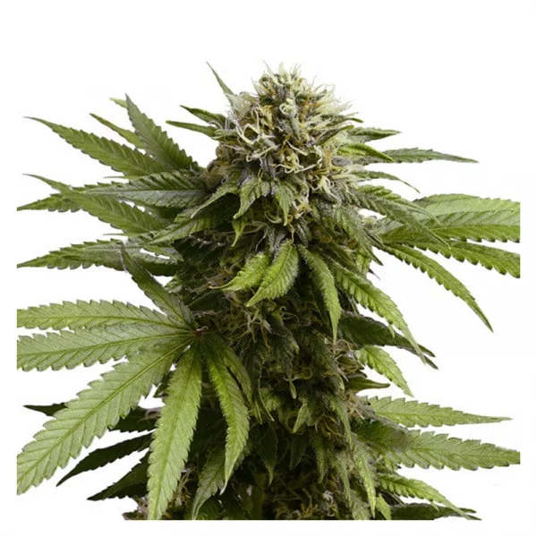 Apple Fritter Automatic 3x Cannabissamen - USA Premium – Bild 2