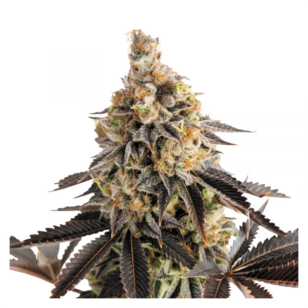 Cookies Gelato Automatic 3x Cannabissamen - USA Premium – Bild 2