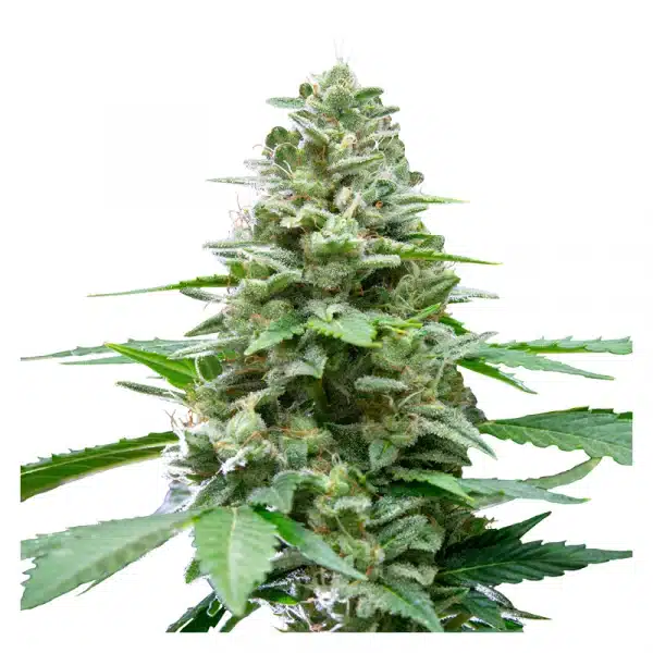 Easy Bud Automatic 3x Cannabissamen – Bild 2
