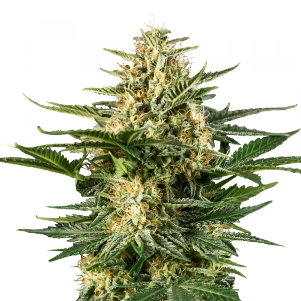 Green Gelato Automatic 3x Cannabissamen - USA Premium – Bild 2