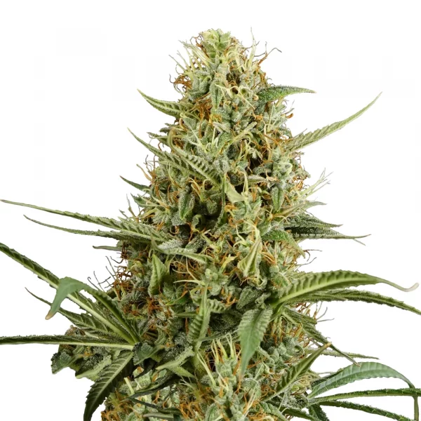 Hulkberry Automatic 3x Cannabissamen - USA Premium – Bild 2